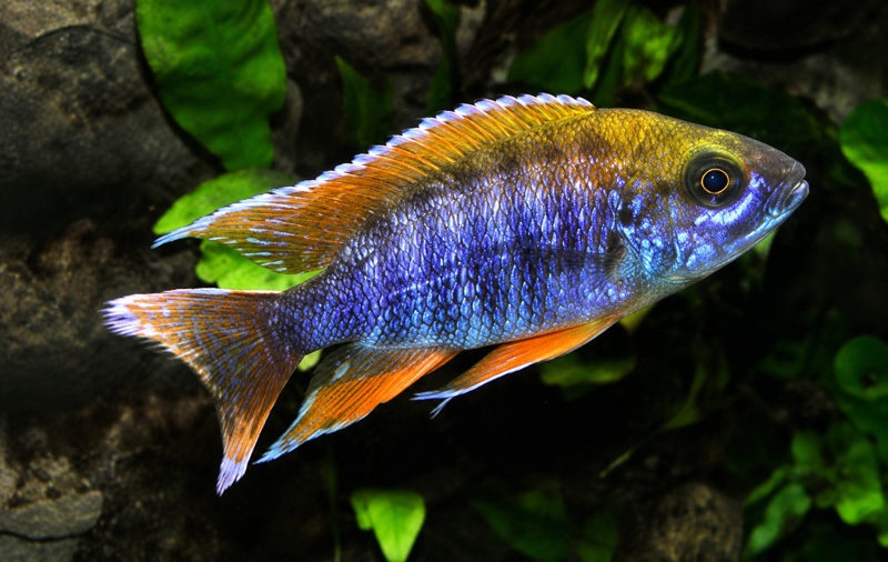 Aulonocara jacobfreibergi 'Chilumba'